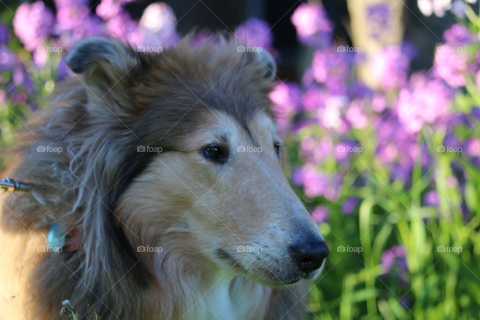 Halo the Collie. This our Collie Halo who was an AKC/UKC champion. 