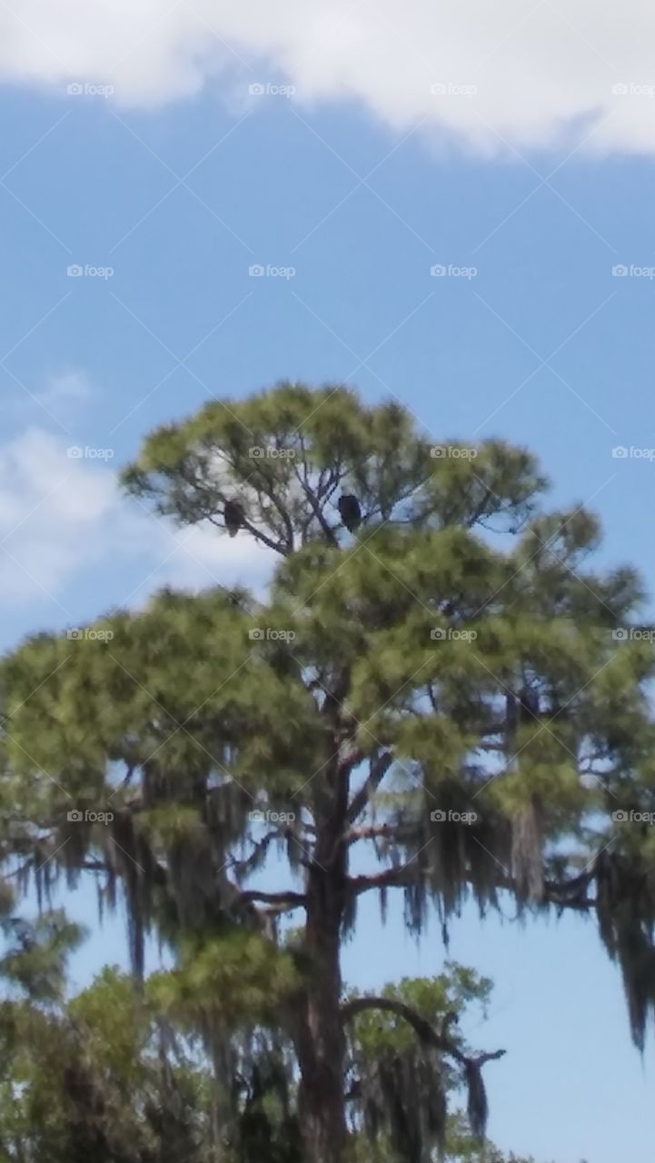 Bald Eagles, Bradenton Florida