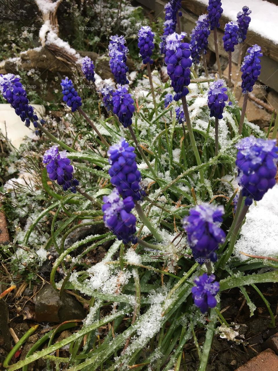 Spring grape hyacinth under the snow 