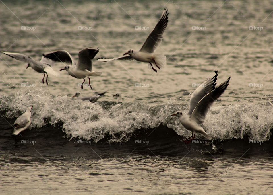 Animals, seagull, birds, water, wings, flight,
