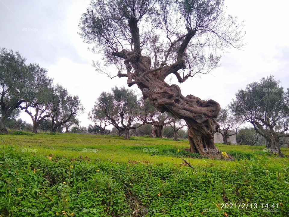 dancing olive tree