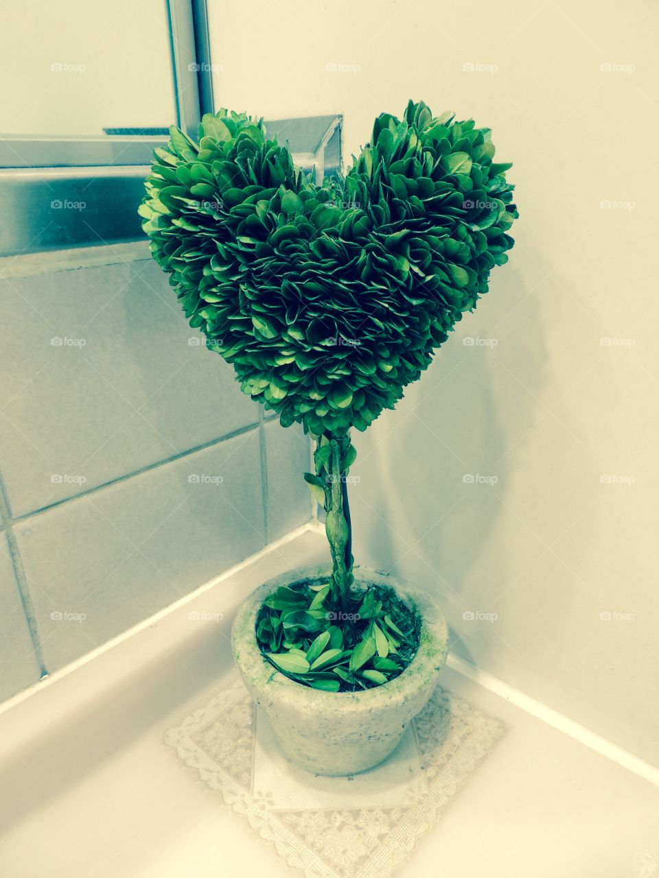 Heart plant