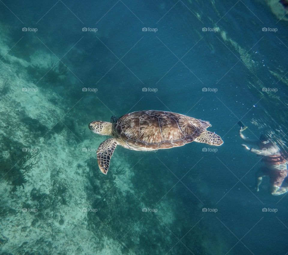 nadando haciendo snorkel entre tortugas marinas