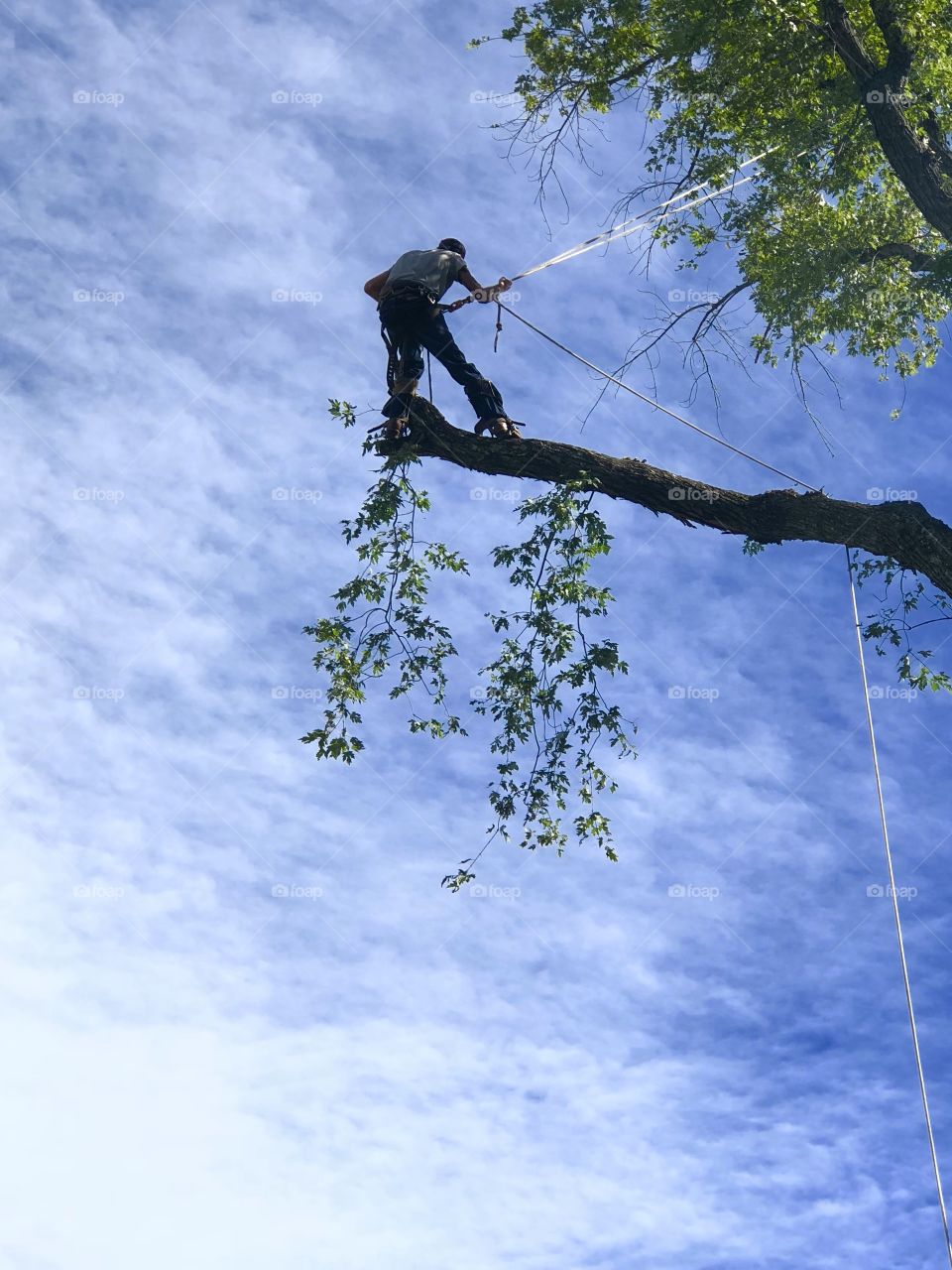 Tree climber logger high sky chainsaw safety danger