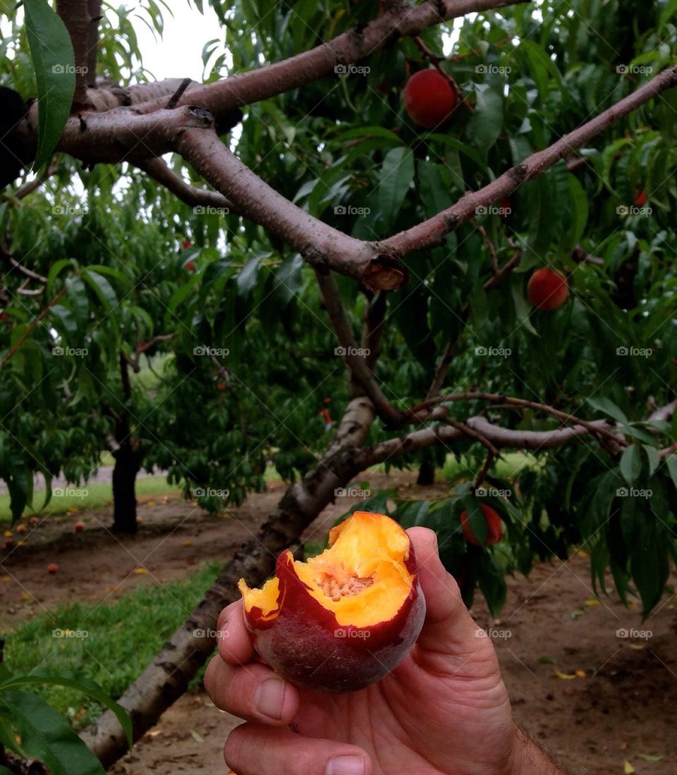 Juicy michigan peaches right from the tree