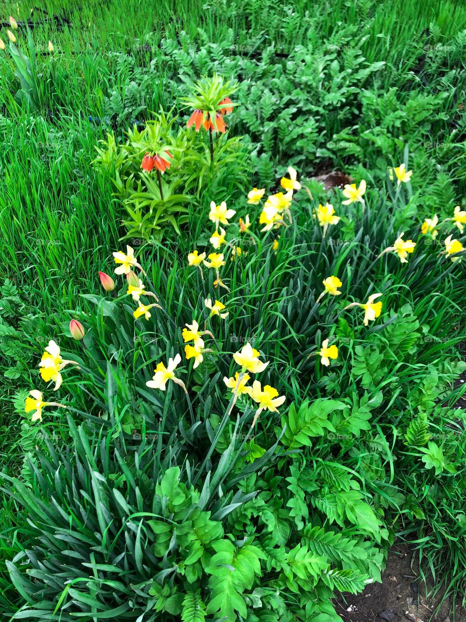 yellow daffodils, green grass and royal lily