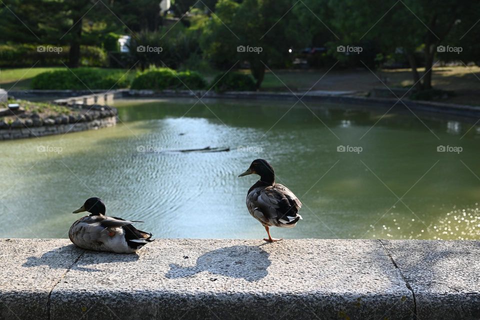 a duck on one leg