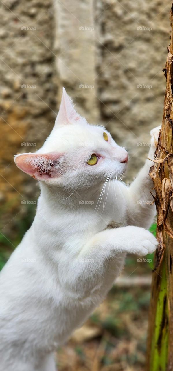 explorer kitten