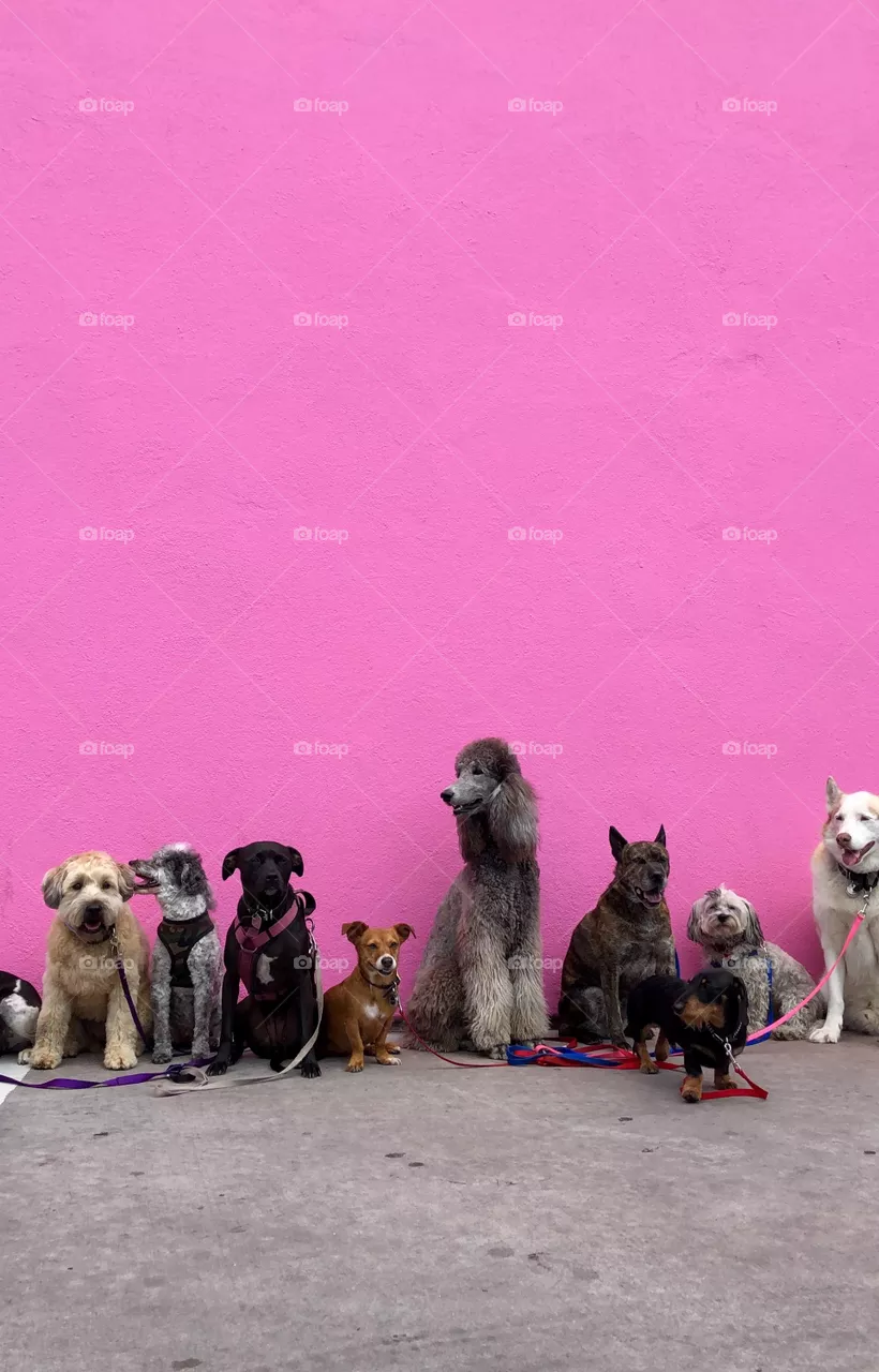 beautiful dogs