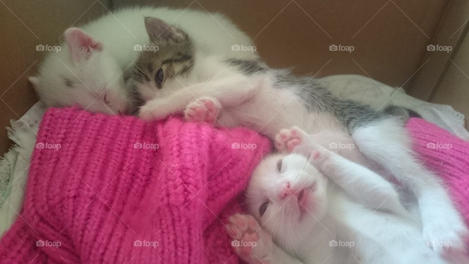 Cat, Cute, Kitten, Sleep, Mammal