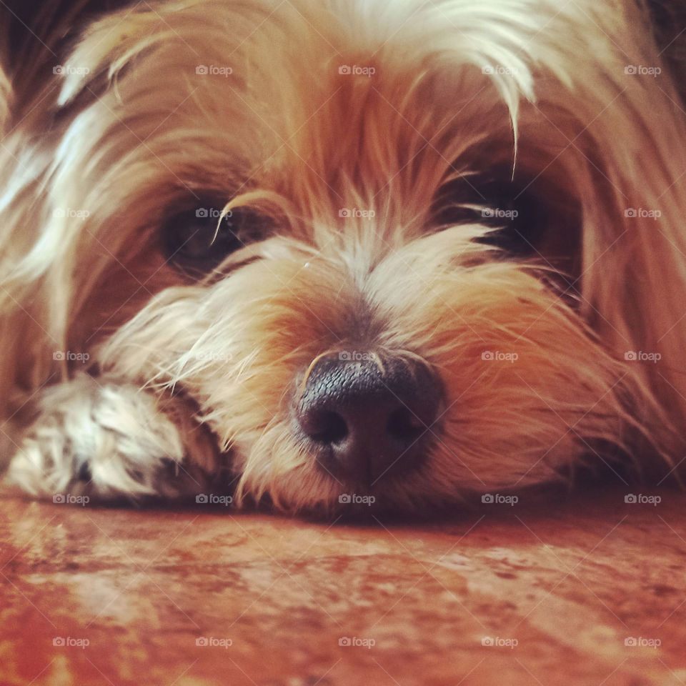 precioso perro yorkshire terrier de pedigree, sentada en el piso con cara de ternura