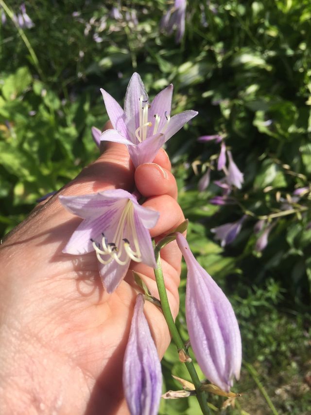 Hosta plant