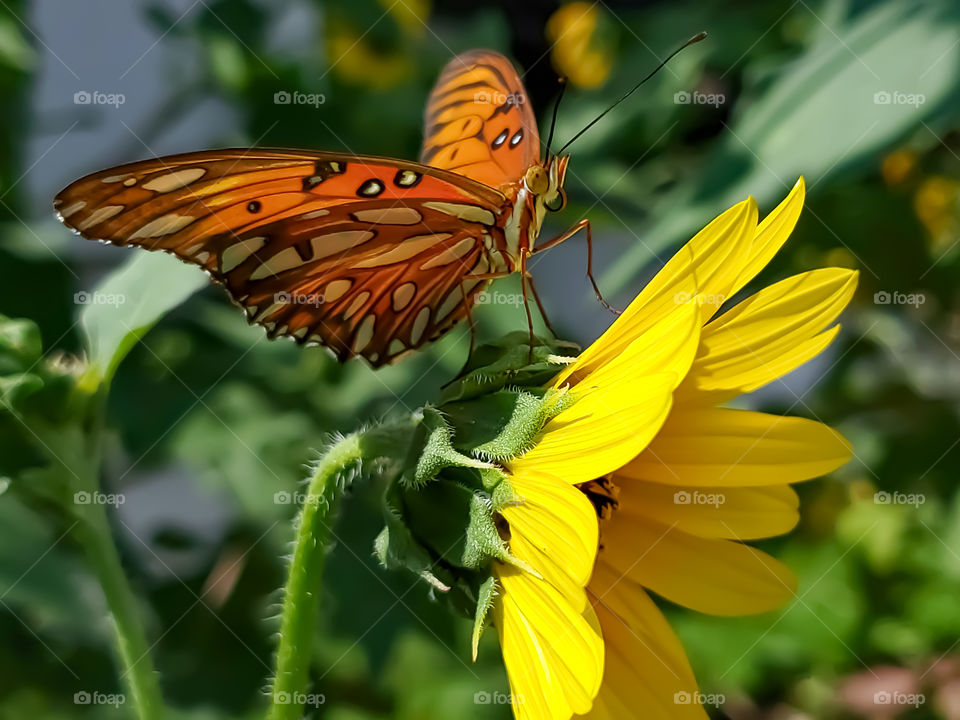 Gulf Fritillary standing on a yellow sunflower