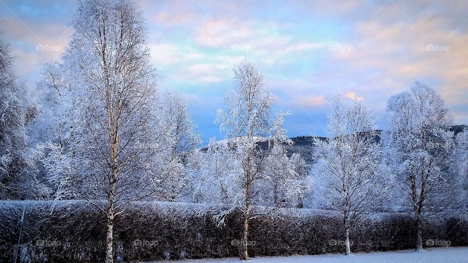 Snow covered with snow