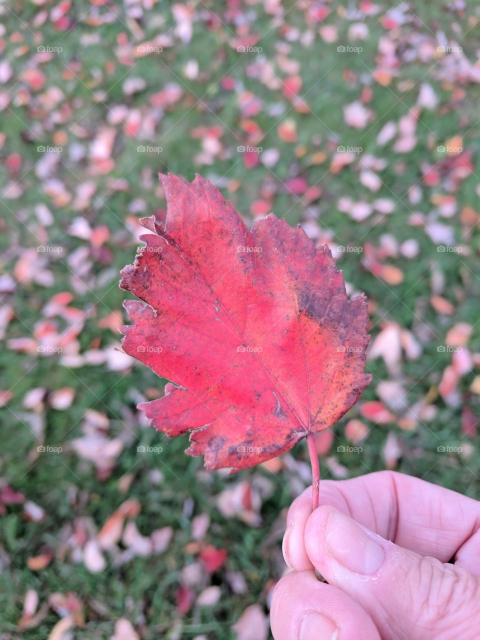 red leaf of fall