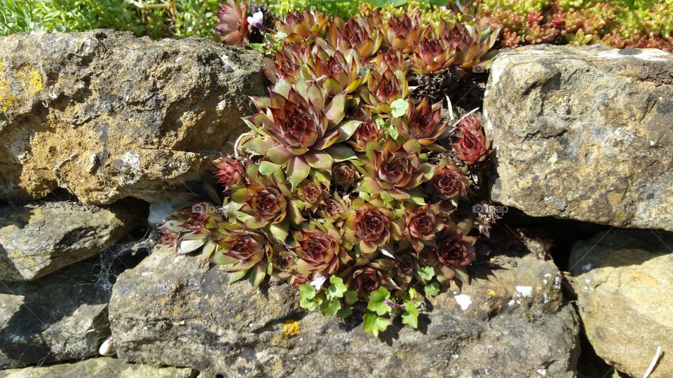 dry stone wall upclose