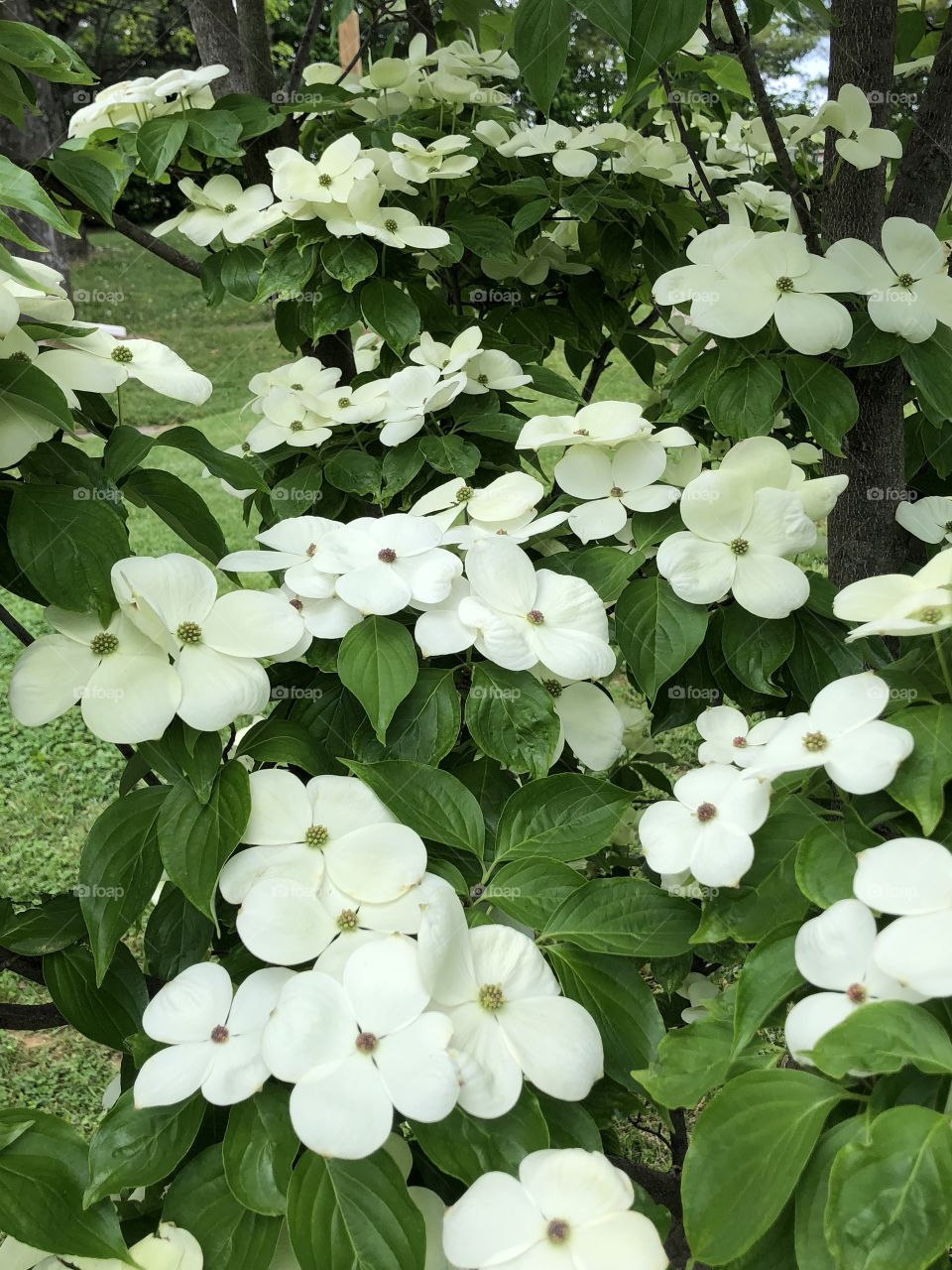 White flowery tree