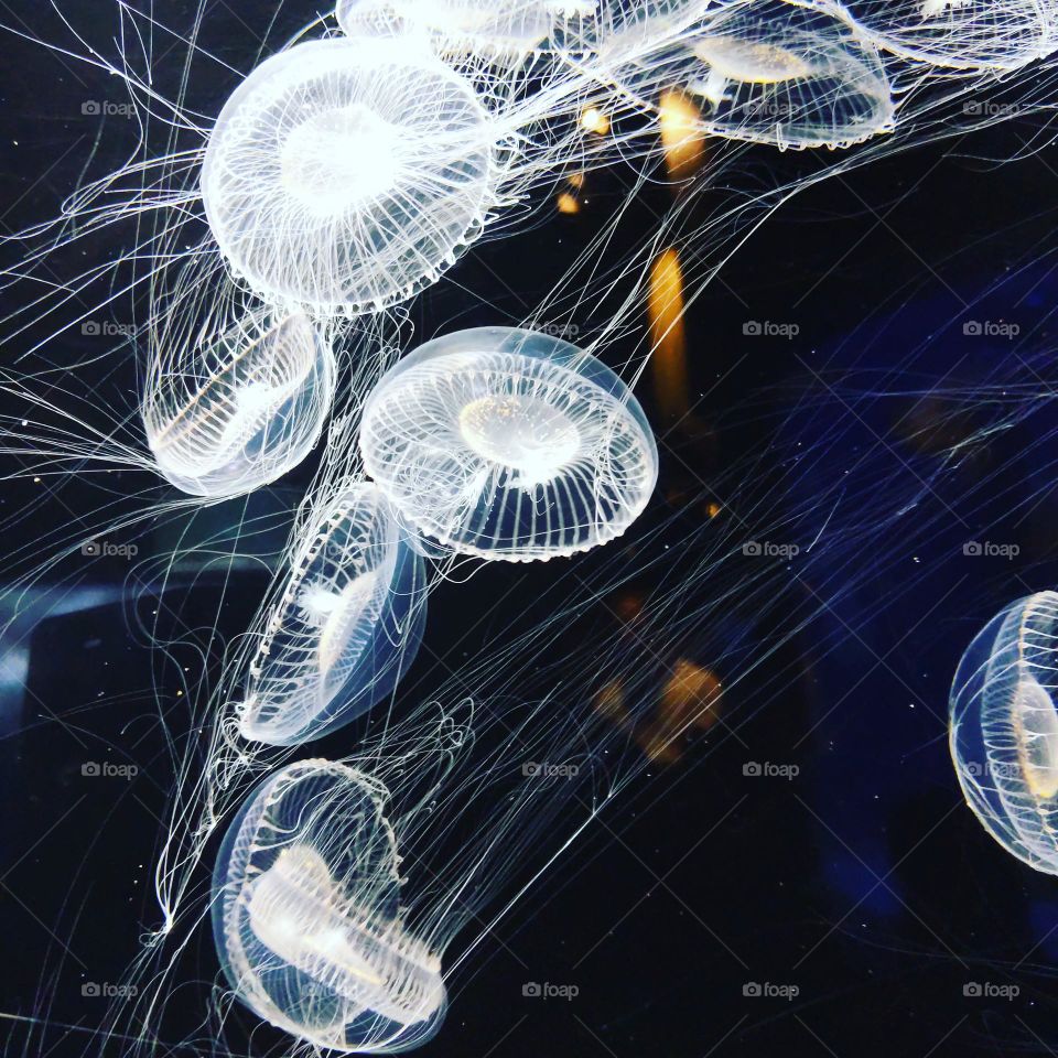 Jellyfish