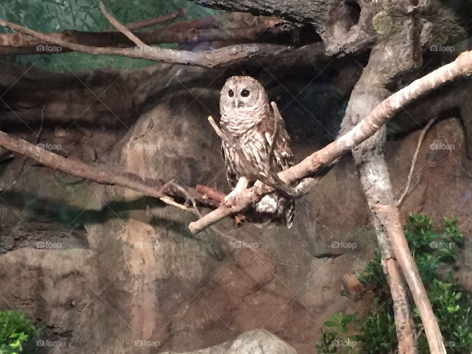 Barred owl