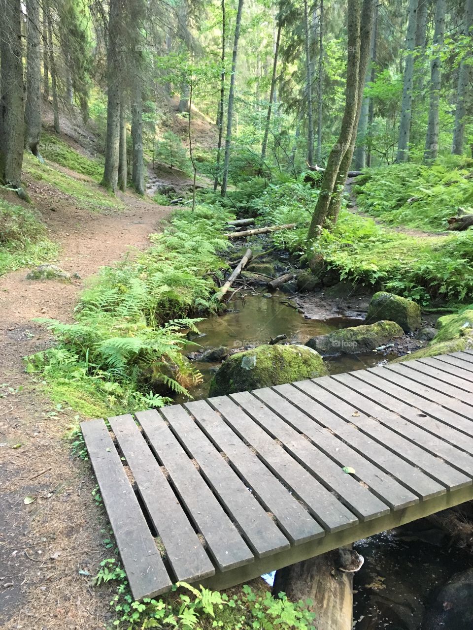 Getåravinen Nature Reserve, Kolmarden, Sweden