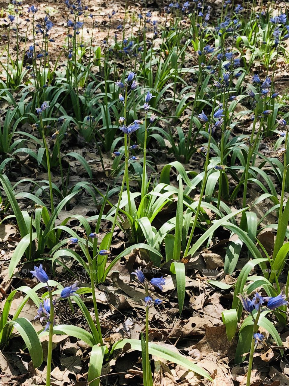 Blue Blooms