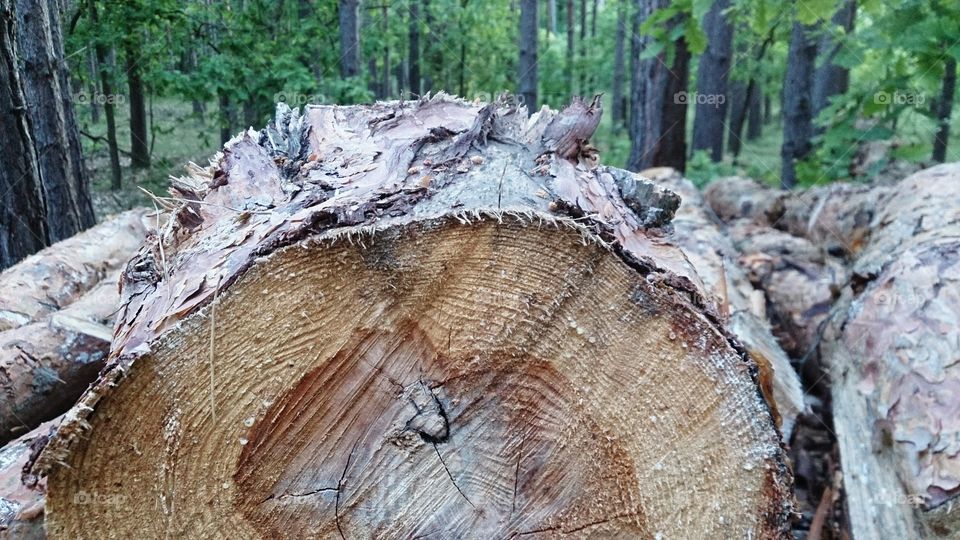 cut tree in forest log