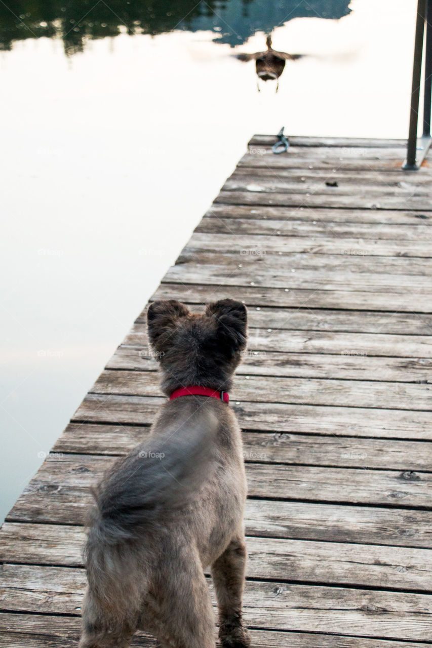 Dog scaring off a duck 