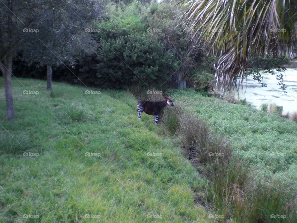 Okapi in field