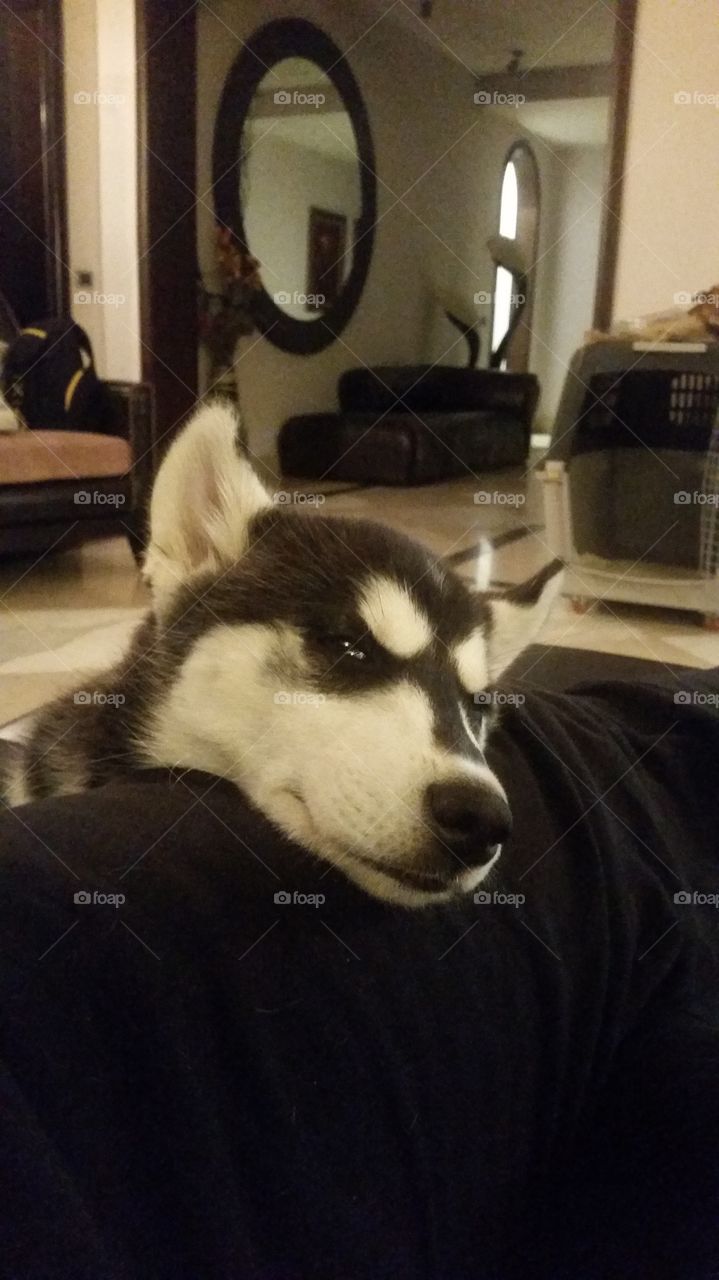 husky dog sleeping on my lap