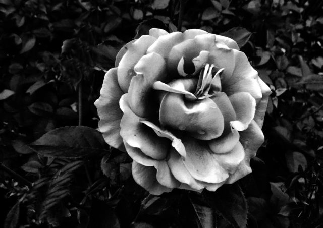 BW Flower