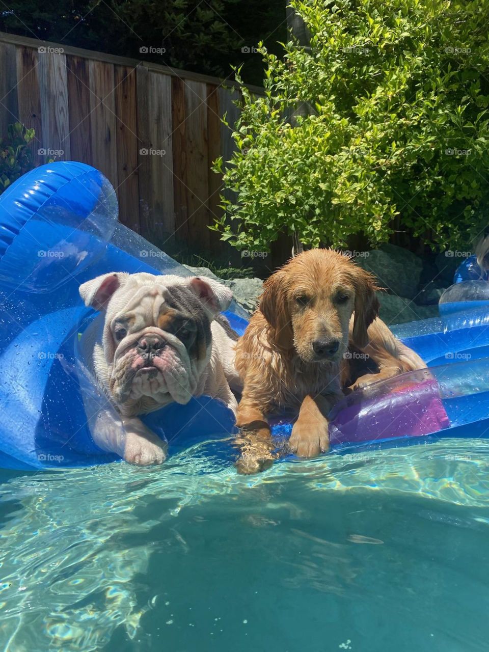 Doggie Pool Time