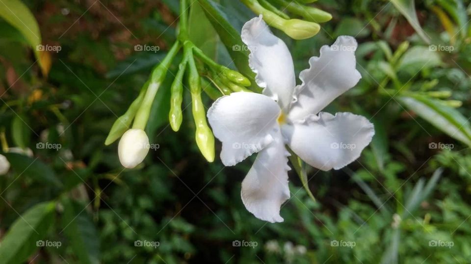 wathusudu Follower in srilanka