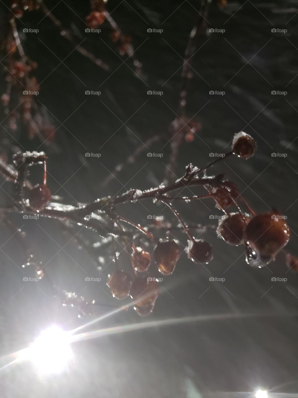 frozen berries hanging from the branch twigs of a winter tree