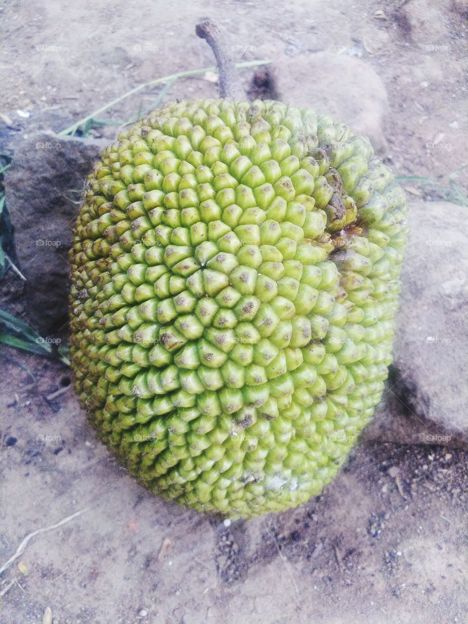 Jackfruit is the name of a type of tree, as well as its fruit. Jackfruit tree belongs to the Moraceae tribe