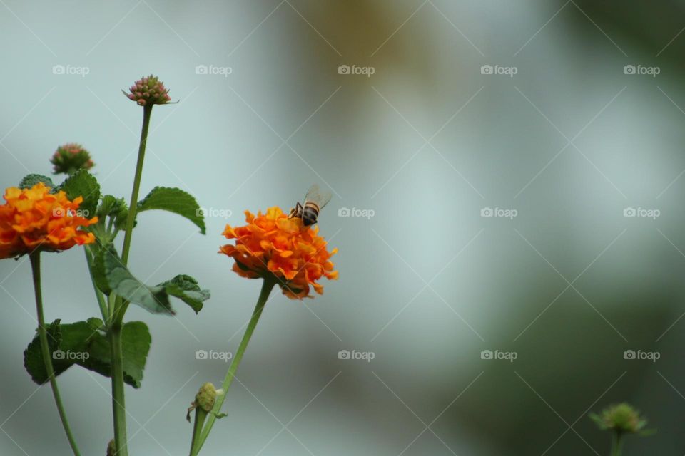 A bee sucks nectar from a small orange flower