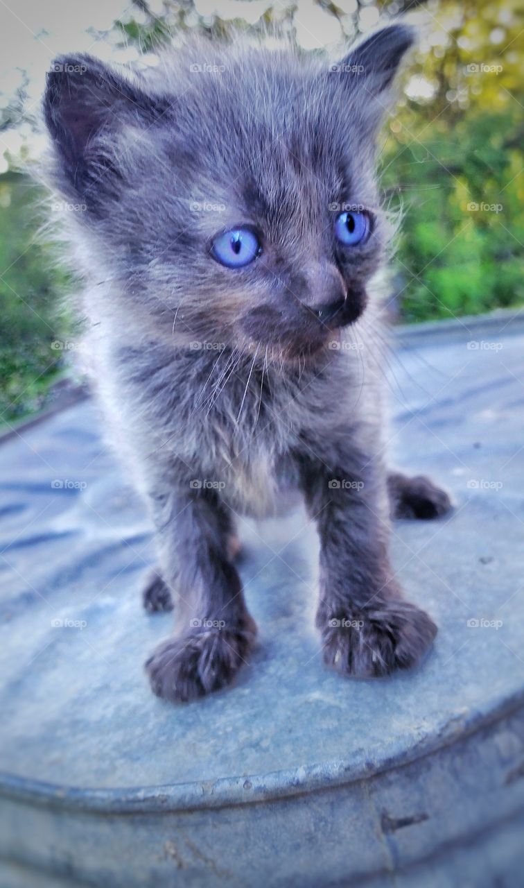 cute grey kitten