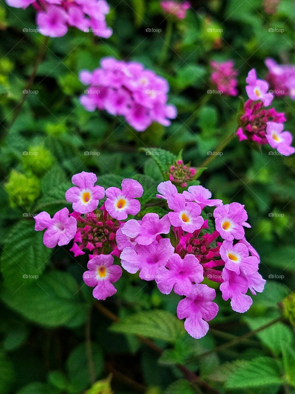 Beautiful bright color of lantana montevidencis surrounded by green leaves in the garden