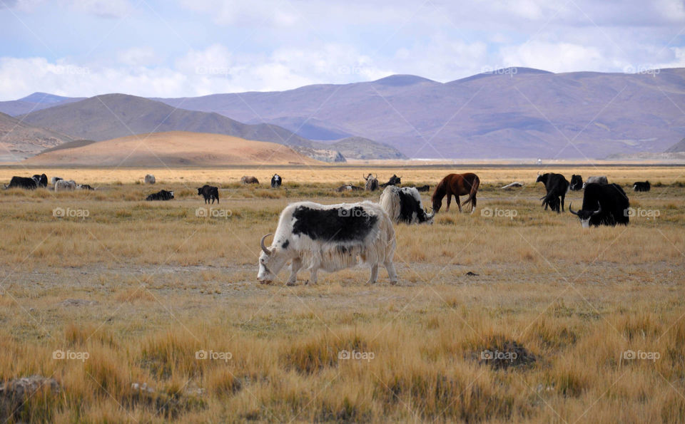 yaks in the fields in autumn Tibet