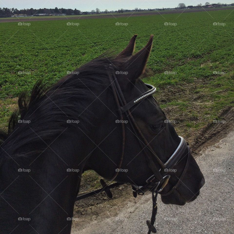 Out & about with my horse