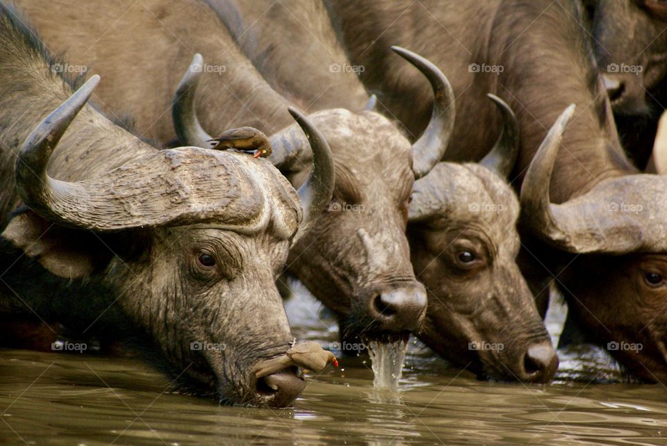 Three buffalo drinking at the watering hole 