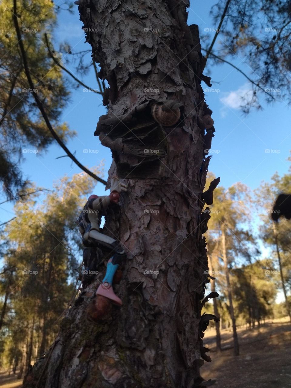 Toy in the tree