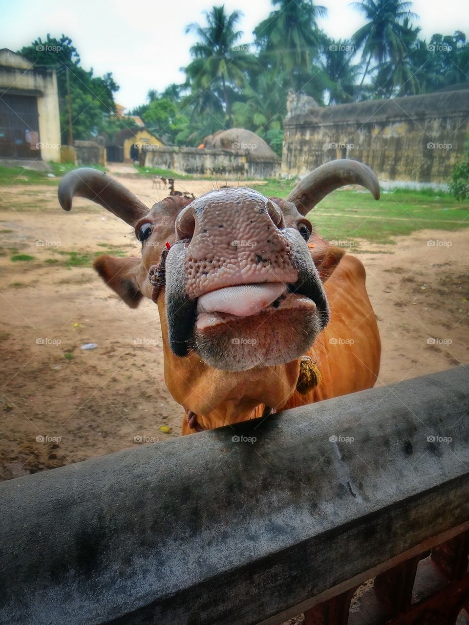 Cow sticking out tongue