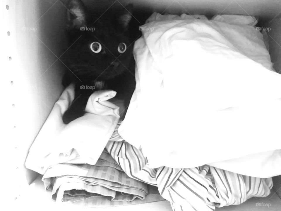 Adorable black kitty in black and white photo cat laying all cuddled up on blankets looking adorable!! 