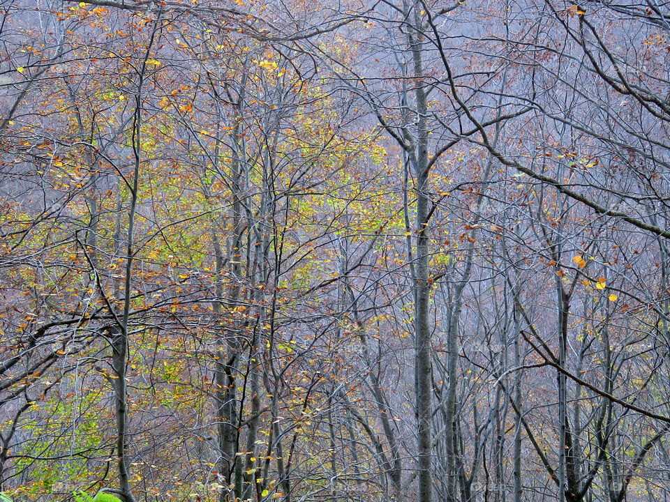 small trunks and leaves in the forest