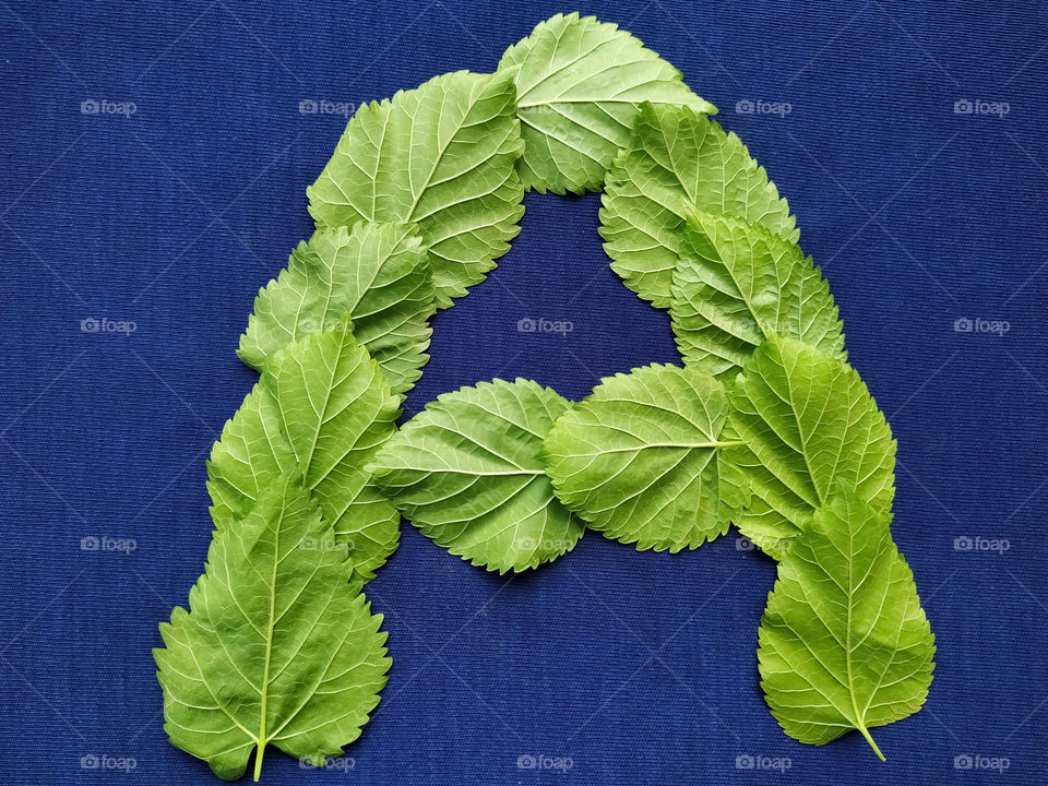 Letter A alphabet made with mulberry Tree Green leaf over blue background