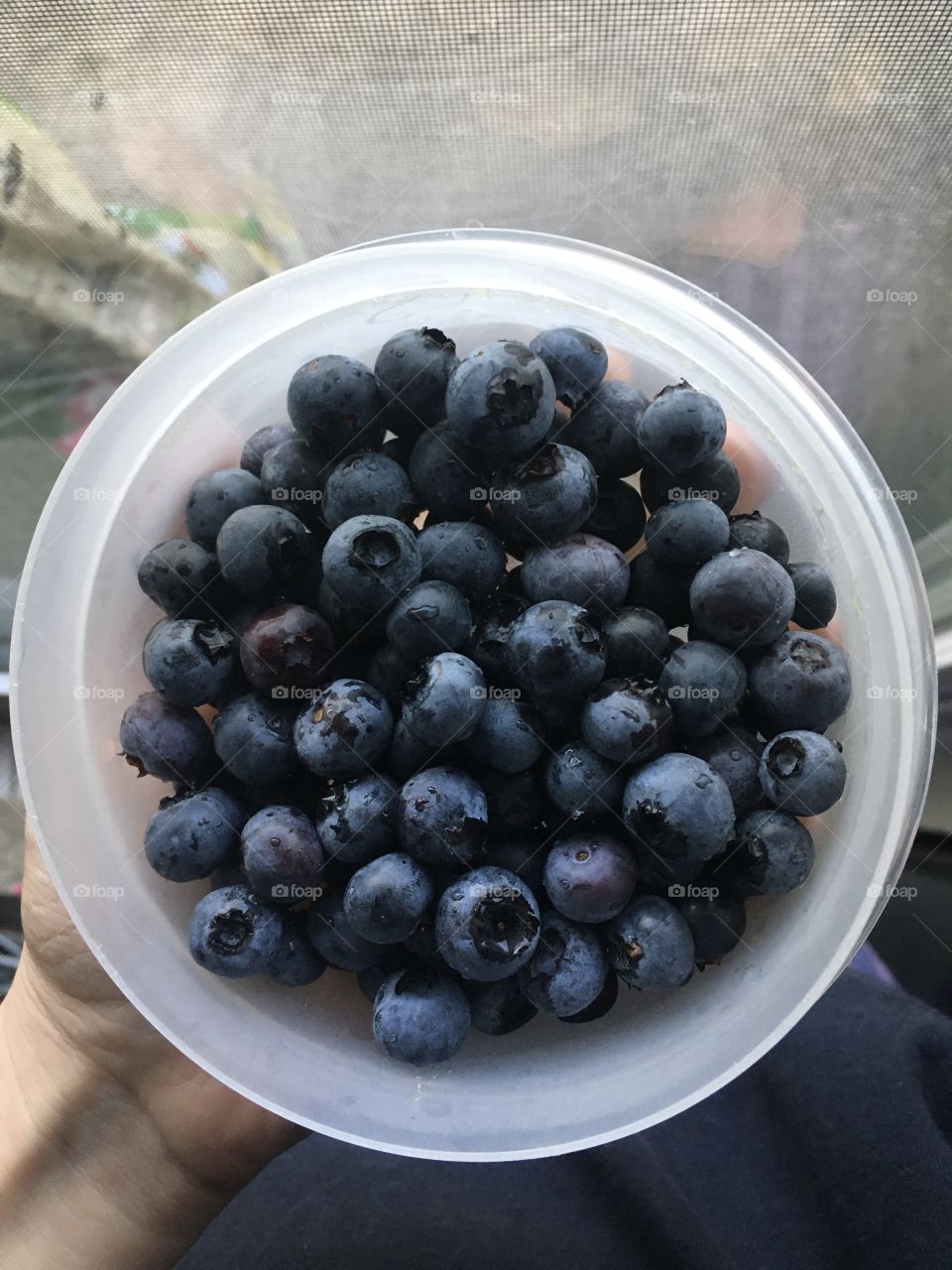 Blueberries picked and ready to be eaten from the garden 