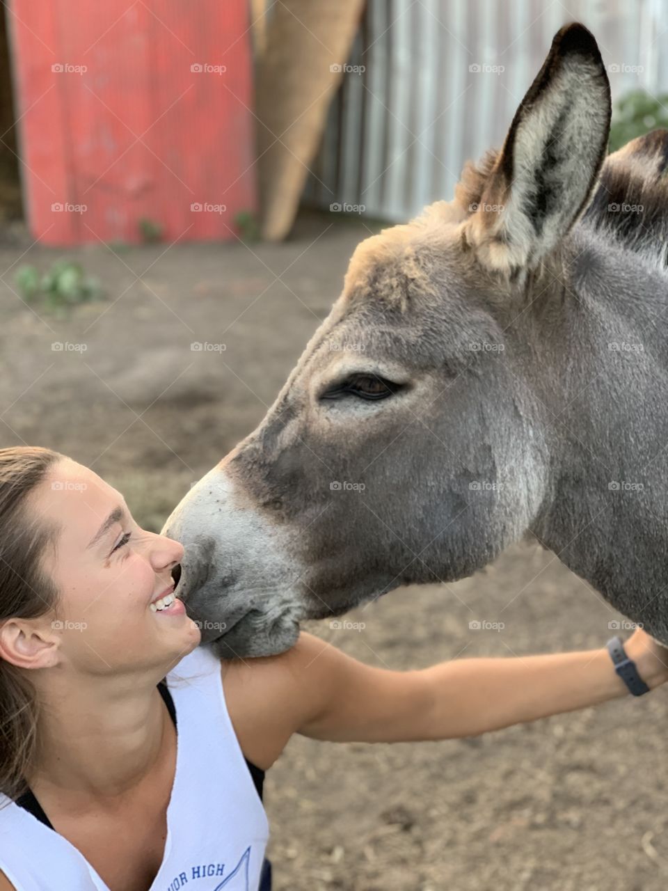 Donkey Love 