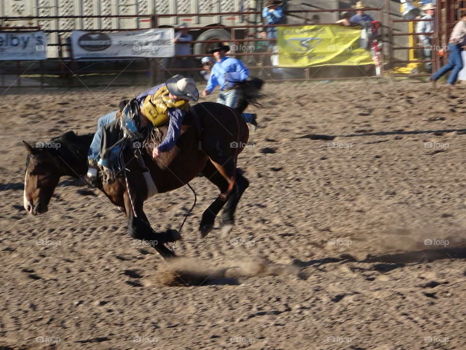 Cowboy rising a bucking bronco