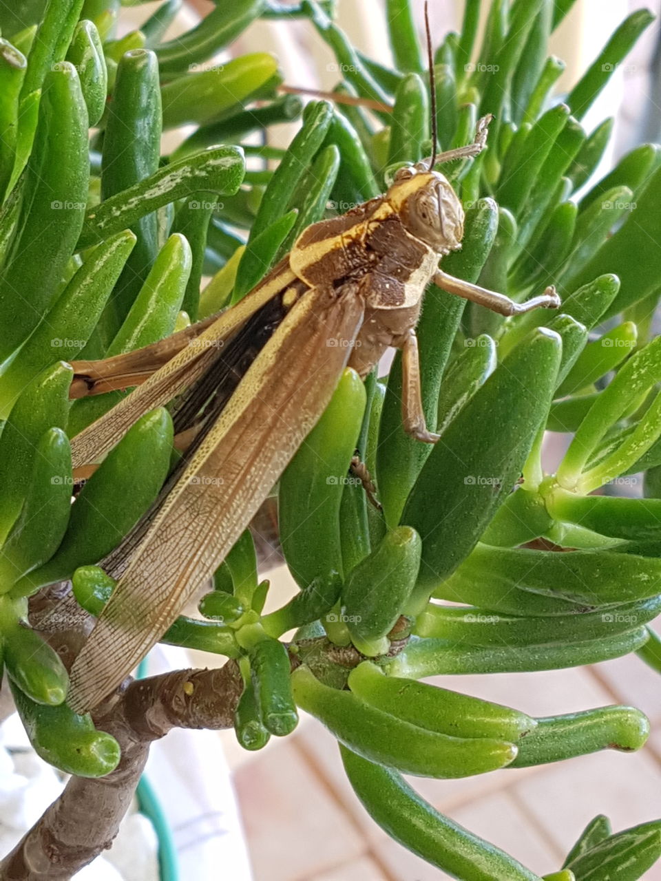 grasshopper