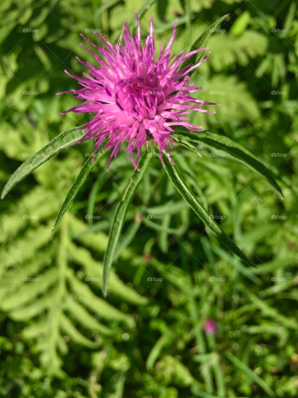 August wildflower 